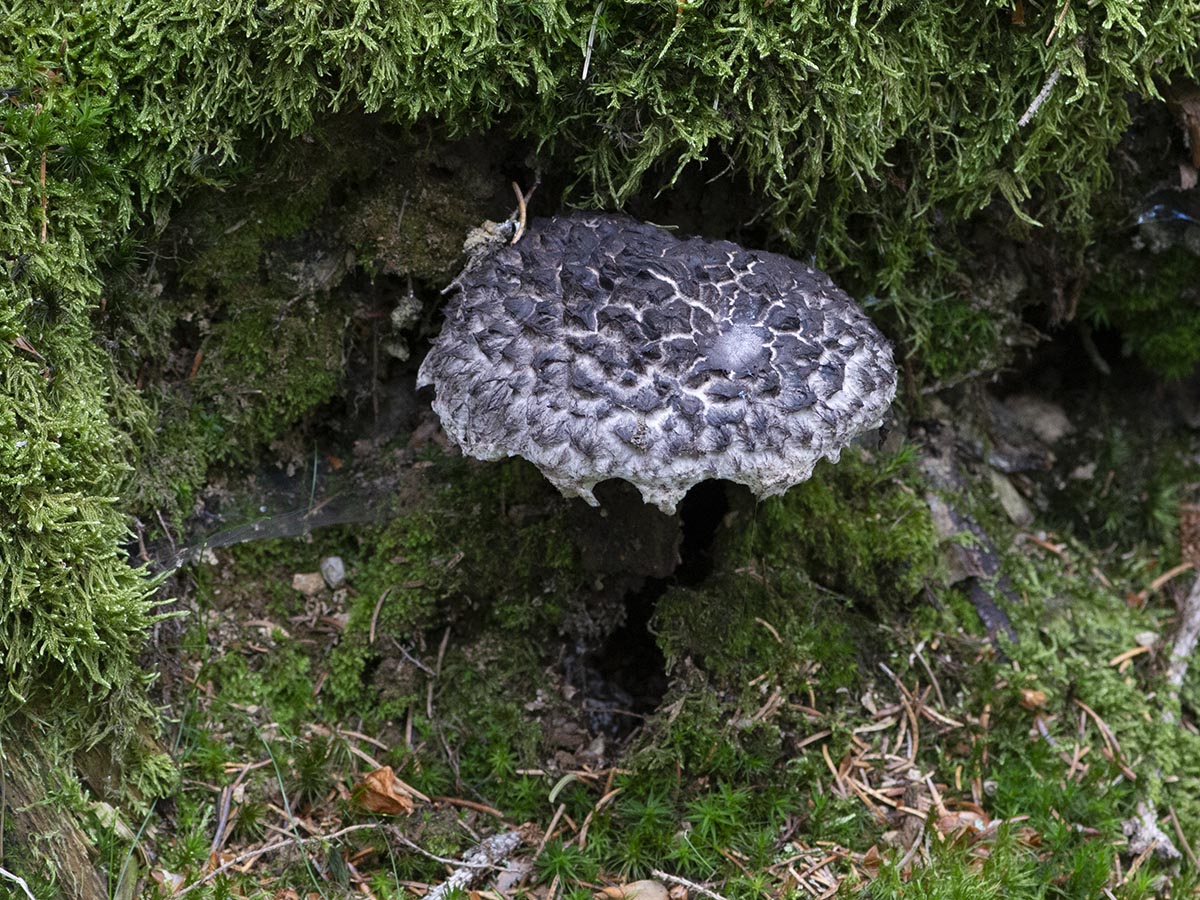Habitus